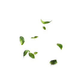 Fresh basil leaves on a white isolated background, falling svehu to the bottom. Blank for the design of Italian mozzarella pizza.