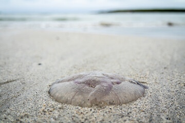 Fototapeta na wymiar Jellyfish on sandy beach in County Donegal - Ireland