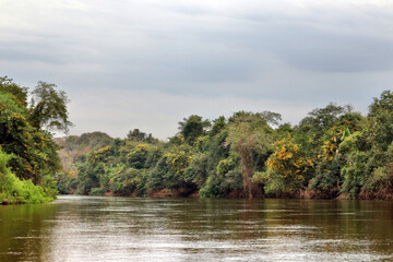 Gallery forest along the Aquidauana river in the Brazilian Pantanal