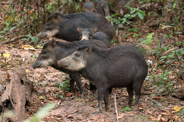 Group of white-lipped peccaries in the Brazilian Pantanal