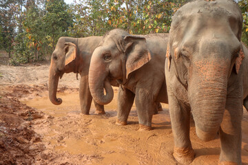 Fototapeta na wymiar mother and baby elephant
