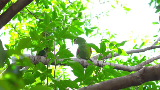 Green parrots camouflage on a tree
