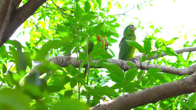 Green parrots camouflage on a tree