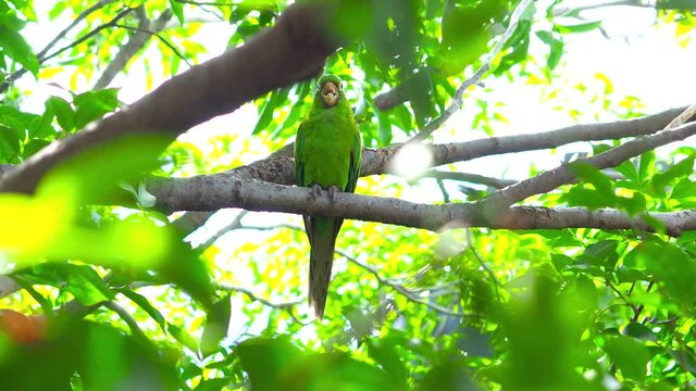 Green parrots camouflage on a tree