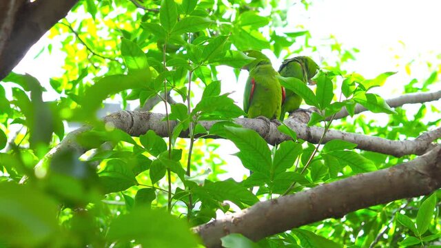 Green parrots camouflage on a tree