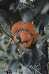 vegetable garden pumpkin
