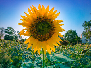 Sunflower shining more using sun rays