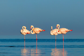 Wild african birds. Group birds of pink african flamingos  walking around the blue lagoon on a sunny day. - obrazy, fototapety, plakaty