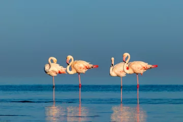 Gordijnen Wild african birds. Group birds of pink african flamingos  walking around the blue lagoon on a sunny day. © Yuliia Lakeienko