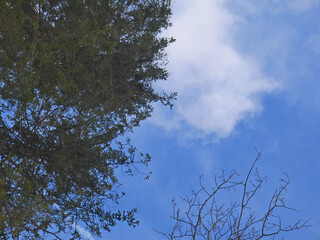 sky and tree