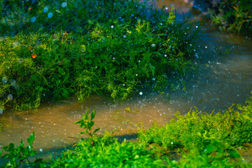 Green crops being watered in a field 