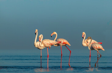 Wild african birds. Group birds of pink african flamingos  walking around the blue lagoon on a sunny day.