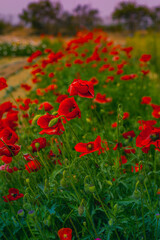 Red poppies or bright red flowers of love
