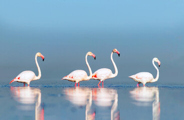 Wild african birds. Group birds of pink african flamingos  walking around the blue lagoon on a sunny day.