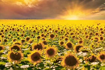 Rolgordijnen Flowering sunflowers and dramatic cloud sunset, wonderful panoramic view field of sunflowers in summertime © PhotoIris2021