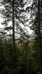 Alter toter Wald, Bäume sterben ab, Tanne und Fichten Wald
