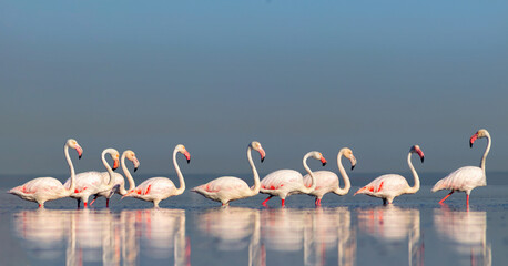 Naklejka premium Wild african birds. Group birds of pink african flamingos walking around the blue lagoon on a sunny day.