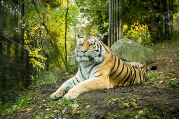 Calmness tiger rested at the zoo.