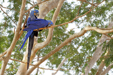 Two hyacinth macaws sitting on a branch, in the Brazilian Pantanal