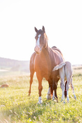Cute little adorable horse foal in sunset on meadow. Fluffy beautiful healthy little horse filly.