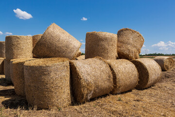 many yellow round bales of hay are stacked, a blue sky, agricultural land during harvest