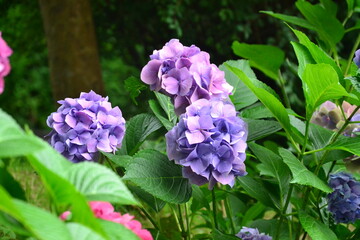 Flowers blooming in the garden