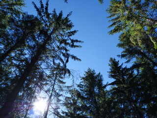 In the wood near Raon les Leau in the east of France.