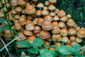 group of honey agaric on a stump. Armillaria, mellea close up