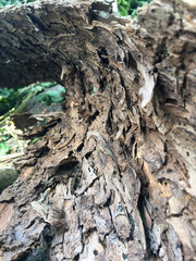  tree bark close-up in the forest of Ukraine