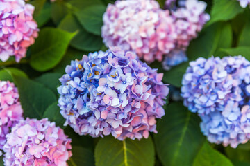 blue hydrangea flowers