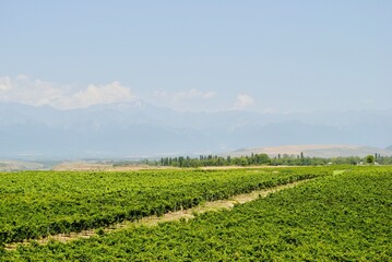 Fototapeta na wymiar summer green vineyard with snow peak mountain. Gabala, Gebele Azerbaijian