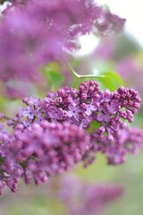 Lilac flowers spring natural  background