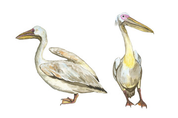 Two giant pelicans isolated on white background. Watercolor realistic hand drawing illustration of Pelecanus rufescens bird. Perfect for poster, print, cover, banner.