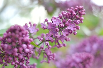 Fototapeta na wymiar Lilac flowers spring natural background