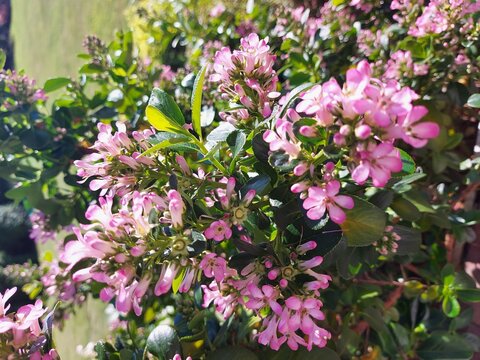 pink and white flowers,
Escallonia pink elle flower