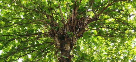 green leaves background