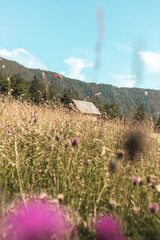 Fototapeta premium Meadow with flowers and mountains and cottage ideal for camping and hiking