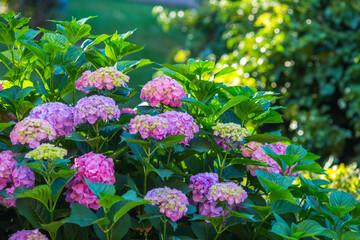 pink and blue flowers