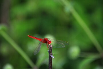 red dragonfly on a branch