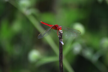 red dragonfly on a leaf