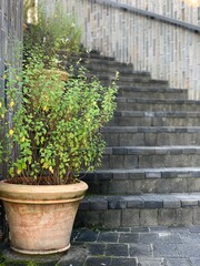 Fototapeta na wymiar steps