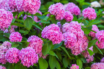 
Delightful bushes with pink hydrangea inflorescences on a large bush, shot from the side in natural light.