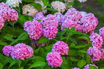 
Delightful bushes of pink hydrangeas in a blooming garden, close-up from a side view in natural light.