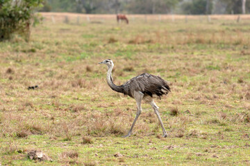 Greater rhea foraging on a grassland in the Brazilian Pantanal