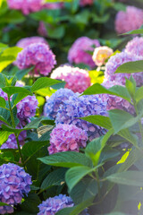 
Delightful hydrangea bushes in a blooming garden, a close-up shot from the side.