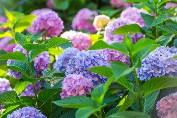 
Delightful background with bushes of lilac hydrangea in sunlight with place for text.