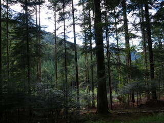 The forest and the wood in the Vosges department. France, july 2020.