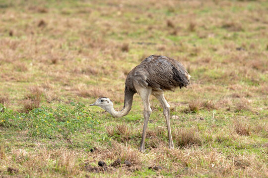 Greater rhea foraging on a grassland in the Brazilian Pantanal