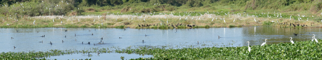Wetlands teeming with water birds, along the nature parkway in the Brazilian Pantanal.