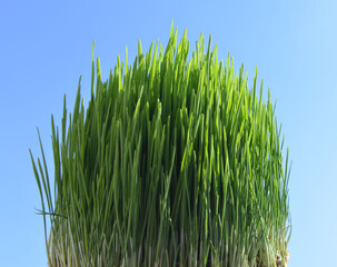 novruz grass